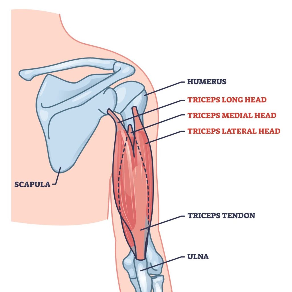 Medical Illustration: Elbow
