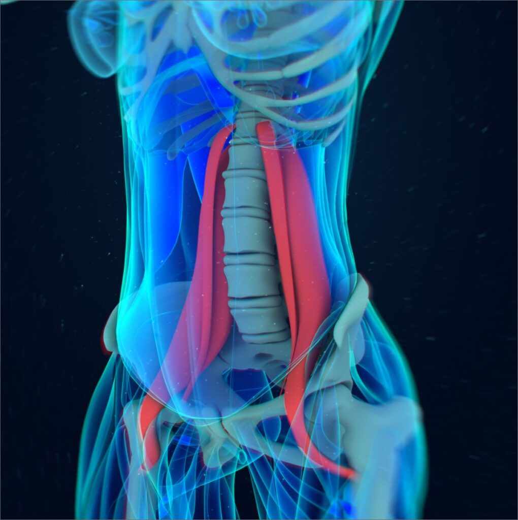 Medical illustration Hip