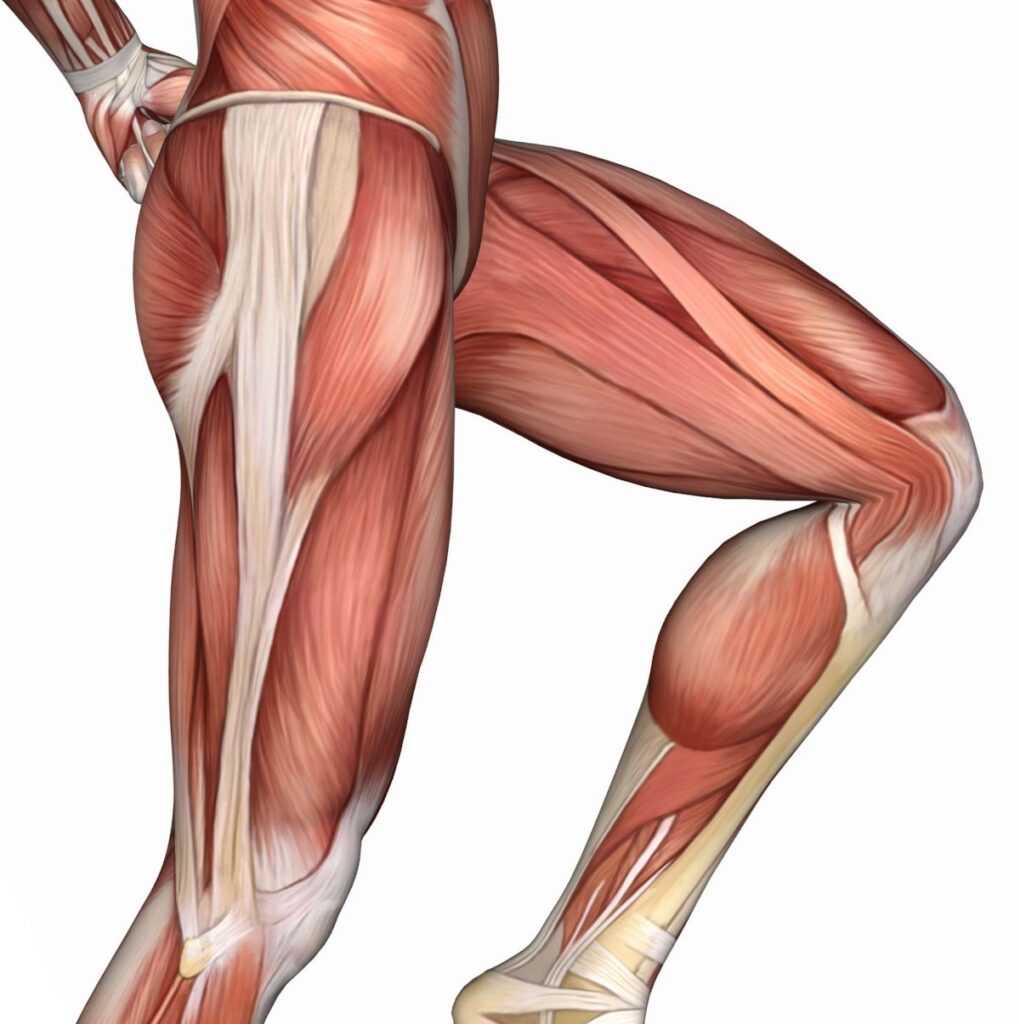 Medical illustration leg muscles