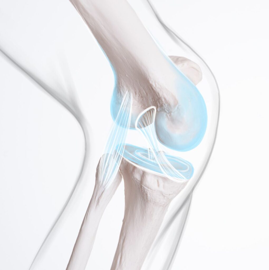 Medical Illustration: Knee