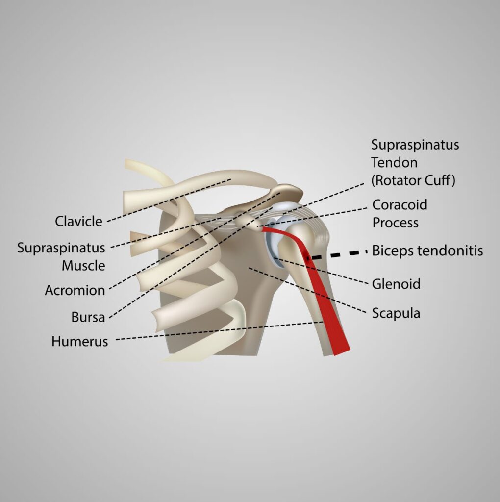 Medical Illustration Bicep muscles