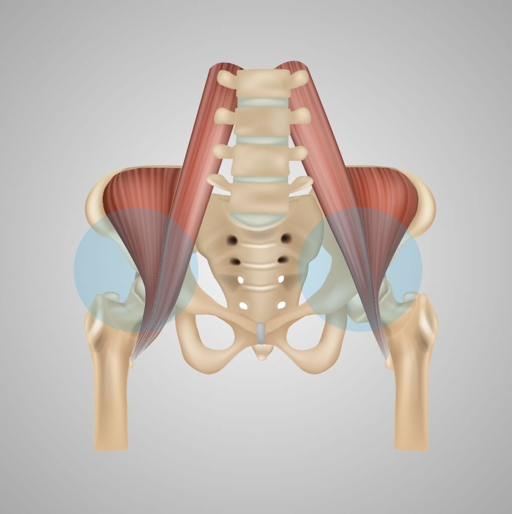 Medical Illustration Flexor