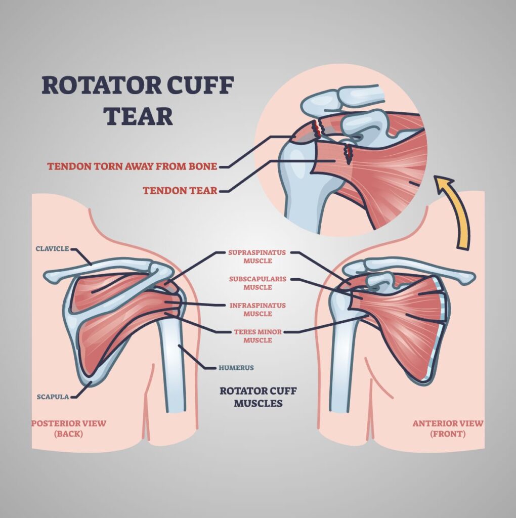 Medical Illustration Shoulder