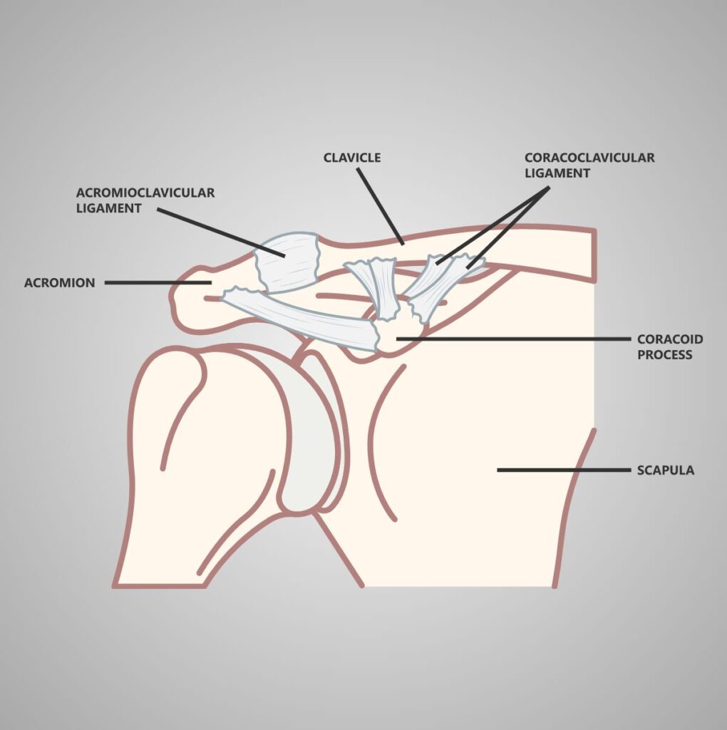 Medical Illustration Shoulder